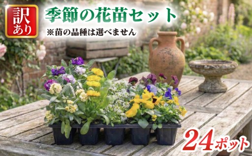 たっぷり24ポット！季節の花苗おまかせセット！埼玉県羽生市より産地直送でお届け！