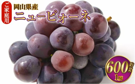ご家庭用 岡山県産 ニューピオーネ 約600g（600g×1房） 【2026年8月下旬～9月下旬迄発送予定】