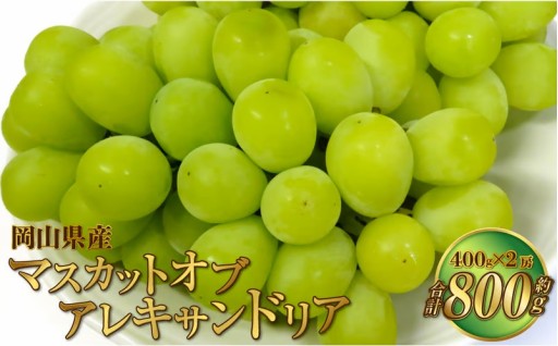 岡山県産 マスカットオブアレキサンドリア 約800g【2026年8月下旬～9月下旬迄発送予定】 