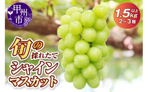 ～「旬の採れたてシャインマスカット」を是非一度ご堪能ください～