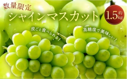 長崎県産 シャインマスカット 約1.5kg【2026年8月下旬-9月下旬迄順次発送予定】