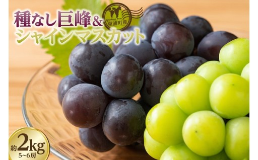 🌟先行予約受付中！🍇種なし巨峰＆シャインマスカット🍇