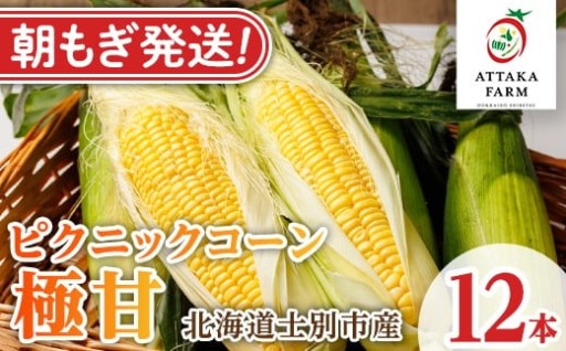 《先行予約受付中》北海道 士別市産 極甘 ピクニックコーン (12本) 