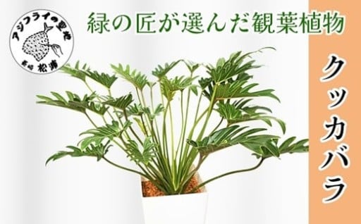 お部屋に観葉植物はいかがですか🍃