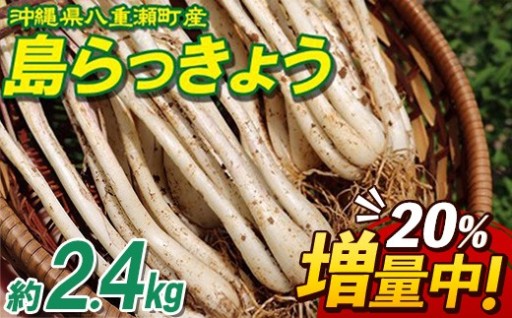 【20％増量中】沖縄県八重瀬町産 島らっきょう約2.4kg