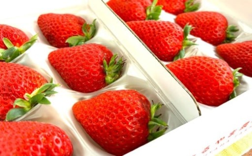 寒蜜いちごスターナイト【大粒D】約300g×4パック（化粧箱入り）