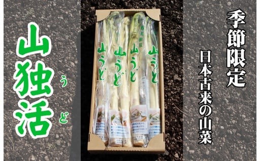 シャキシャキ！春の山うど　受付中です！