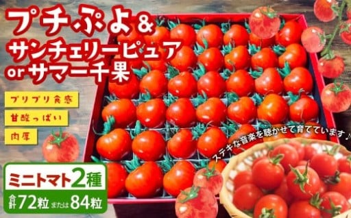 音楽を聴いて育った 「ミニトマト 2段 黒 ／ 赤 BOX」