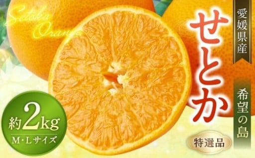 【希望の島】 せとか 特選品 中玉 2kg