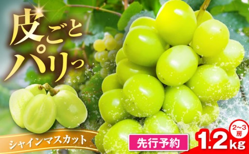 【朝採り直送】甘みがはじける！極上シャインマスカット