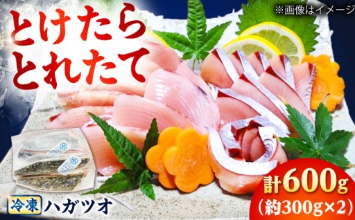 【期間限定】【とけたらとれたて】 ハガツオ