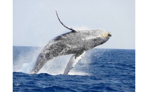 🐳【奄美大島北部】ホエールウオッチングチケット3時間 [1名様分] 🐳
