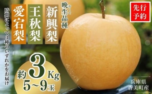 【先行予約】香美町が誇る旬の「晩生梨」🍐