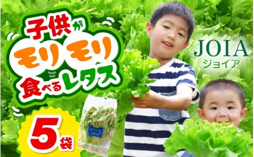 【甘いレタス】野菜嫌いも思わずパクパク😋大好評✨