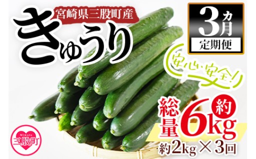 ＜【3ヵ月定期便】【期間限定】宮崎県産きゅうり(約2kg)×3回＞(3本入り×5袋)×3回)