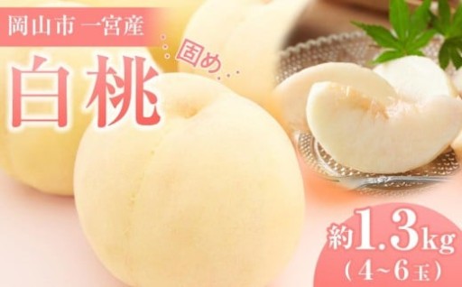 固めの 桃 2026年 ご家庭用 岡山市一宮産 白桃（晩生種）約1.3kg 4～6玉 犬塚農園
