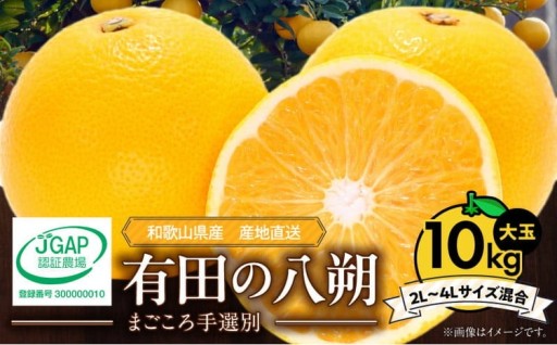 和歌山県産 有田の「はっさく」10㎏ お届けします。