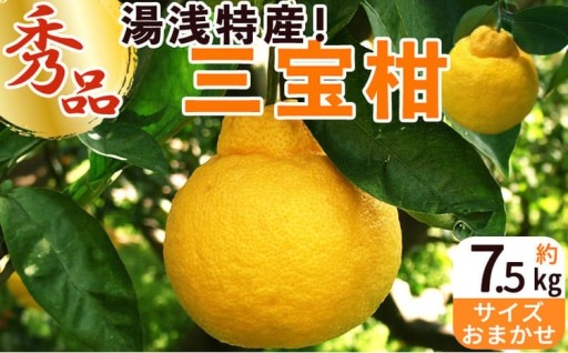 湯浅町 特産品！ 三宝柑 7.5kg