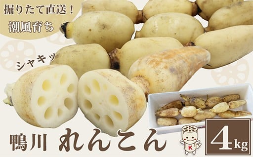 【ちばエコ農産物】鴨川の自然が育てた特別な一本。