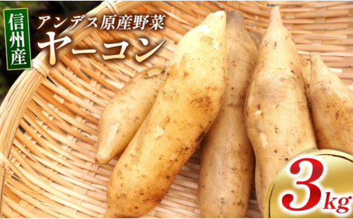 【ありがとう農縁 福島】信州しおじり産 アンデス原産野菜 ≪自然栽培≫ヤーコン3㎏