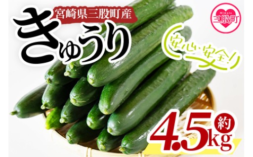 ＜【先行予約】【期間限定】パリッと甘い魔法のきゅうり マジキュー4.5kg＞