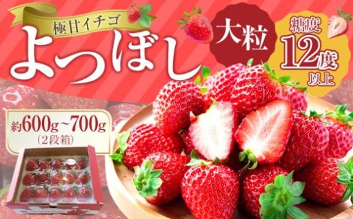 極甘イチゴ よつぼし ２段箱(約600ｇ～700ｇ） 大粒完熟つみとり