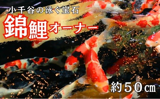 ＼世界中で絶大な人気！／錦鯉発祥の地・おぢやの「錦鯉オーナー権」