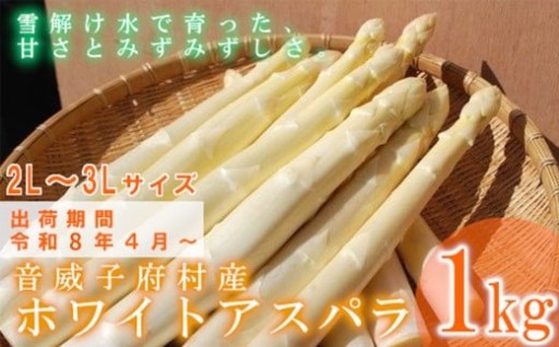 【先行予約】ホワイトアスパラガス 2L～3L