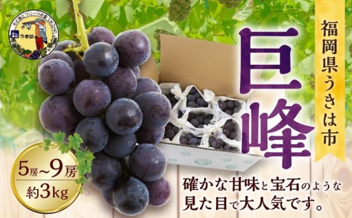 【先行予約】道の駅うきは 巨峰 5房から9房 (約3kg) 
