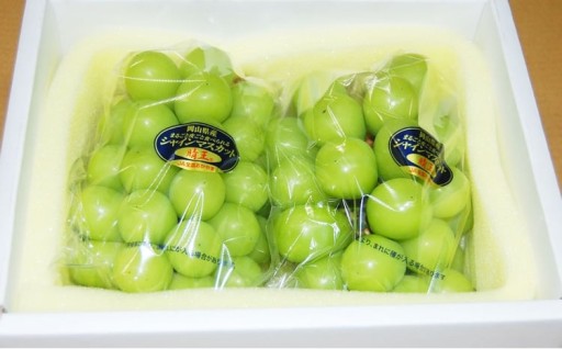 ご家庭用 シャインマスカット晴王（優品） 2房入り（1房 530g以上）