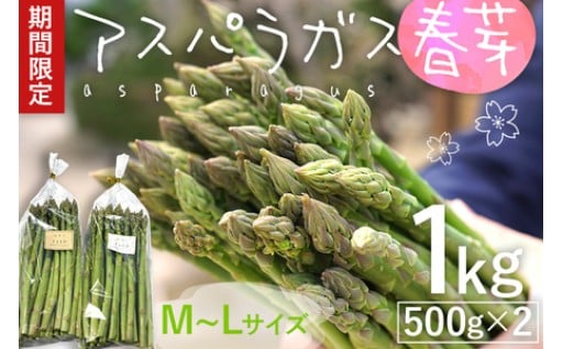 【予約受付】スパラガス 春芽