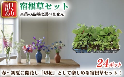 春～初夏を彩る、切り花で楽しむ宿根草セット！