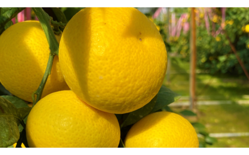 【期間限定】熟ウマ☆小玉・湘南ゴールド(Sサイズ)