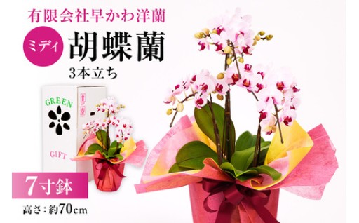 ミディ胡蝶蘭３本立