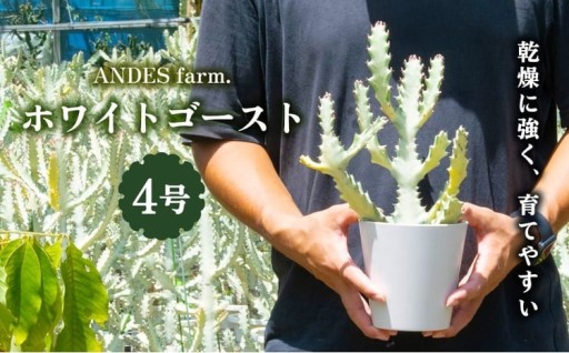 【ANDES farm.】沖縄育ち 良型ホワイトゴースト ユーフォルビア