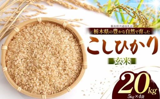 【チョイス限定】 こしひかり（玄米）約 20kg 栃木県共通返礼品