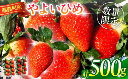 【宮崎県都農町】＼📢先行予約受付中📢／都農町産いちご「やよいひめ」計500g🍓