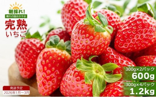 鏡野町産 朝採れ！旬の完熟いちご！