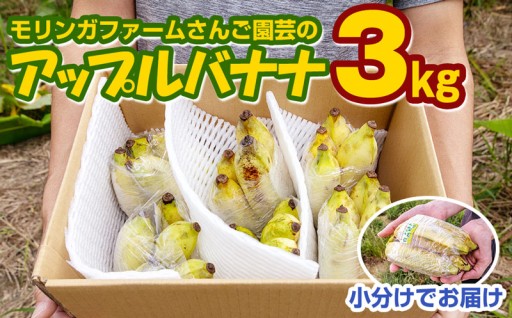【小分け】モリンガファームさんご園芸のアップルバナナ3kg