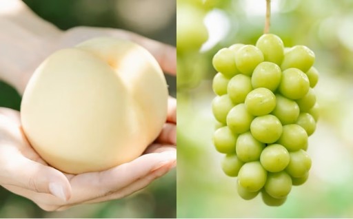 【2回定期便】 岡山白桃 （清水白orおかやま夢白桃） 5～8玉  ＆ シャインマスカット 3～5房