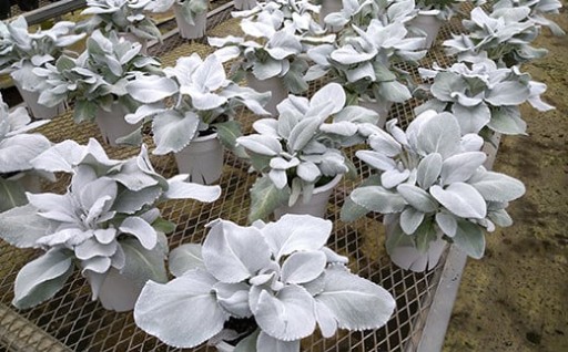 生産許諾を得ているのは八幡平市のみです！