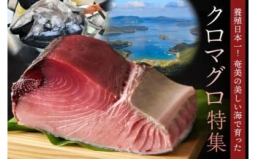 クロマグロ養殖日本一の町からお届け～クロマグロ特集～