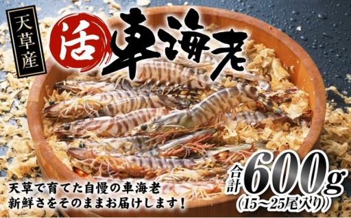 【配送指定日必須】天草産 活車海老 600g（15～25尾入り）