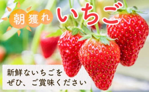 【先行受付】あいのまち相生市産　朝獲れいちご