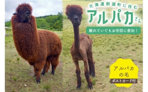 ふわふわのアルパカの毛をお楽しみください！