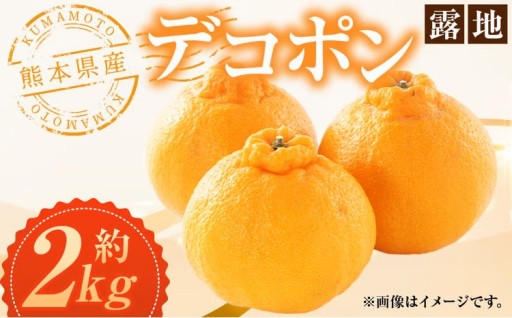 熊本県産 デコポン （露地） 約2kg 約7～8玉【2026年3月上旬発送開始】
