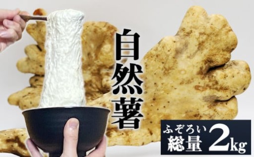 残り3個限定！訳あり自然薯をお届け！