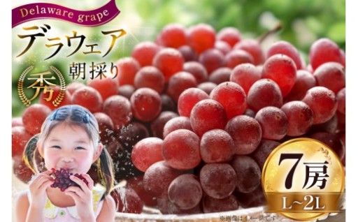 【期間限定発送】朝採りの甘さをそのまま発送します