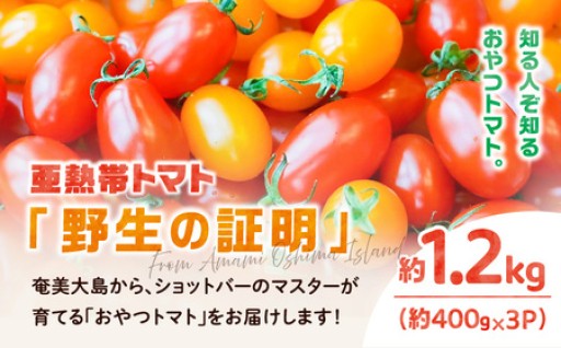 🍅【2026年先行予約】亜熱帯トマト「野生の証明」約1.2kg🍅のご紹介！