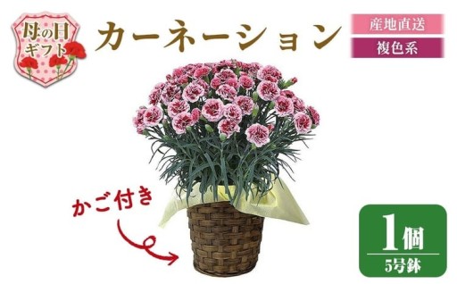 ＜予約受付中！2026年5月6日～9日に順次発送予定＞＜母の日＞柴田ポットカーネーション (複色系・5号鉢)
